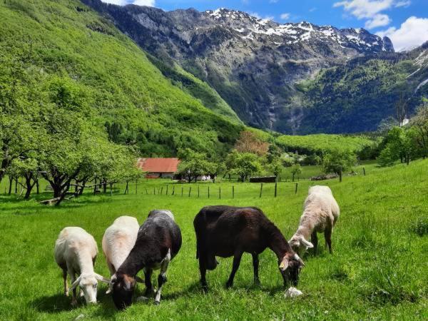 Apartment Pretner, Lepena Soča Dış mekan fotoğraf